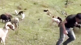 Strong goat vs strong boy