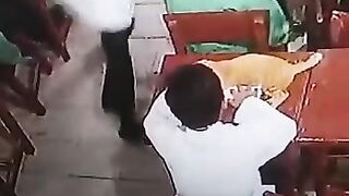 Funny Cat in trrouble