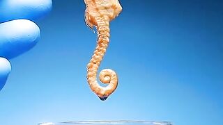Cute little sea horse ????