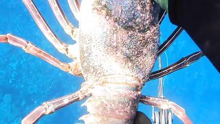 Catching a Giant Hawaiian Lobster and Spearfishing