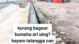 ayam broiler || kata kata lucu 219
