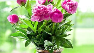 O Jaana song
