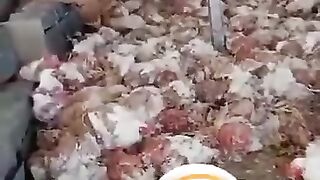 How speechless creatures are being brutally put to death
