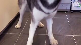 Funny Hiliarious Moments With Pets