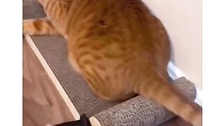 Funny Pet Animal Vidoes