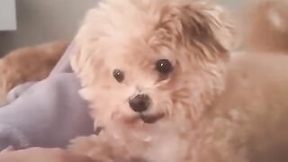Funny Dog Moment - LOL!!