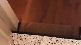 Funny Cats Gone Wild