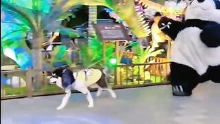 Funny video