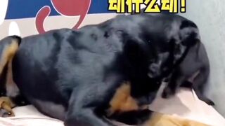 Angry father and kids funny dogs