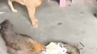 A dog that doesn't want to lose its energy