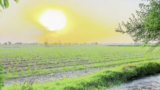 Village life 37