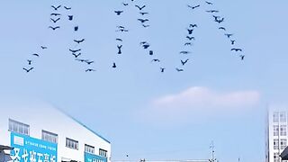 OCHESTRATING A FLOCK OF BIRDS