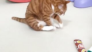 Fun cats
