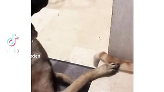 What the dog doing