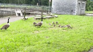 Geese and Their Goslings