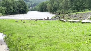 **Goose and Goslings**