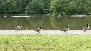 **A Gaggle of Goslings**