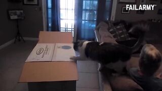 Funny Cats 61