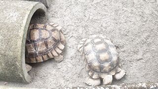 Turtle 4