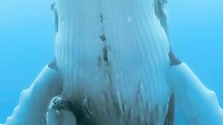 Female humpback whale with calf^^