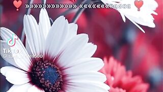 Hazrat Ali quotes in Urdu 186