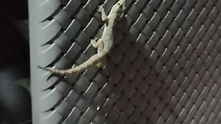 A house lizard at my kitchen