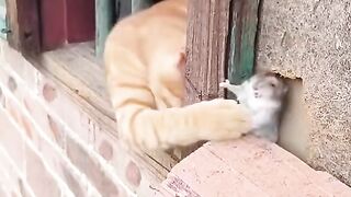 FUNNY ANIMALS: SEE_ WHAT_THE_LITTLE_ORANGE_CAT_DID#Catlovers#Favoritepet#