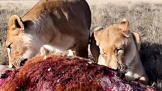 عالم الافتراس