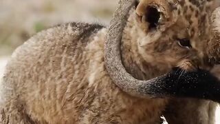 cute little lion^^