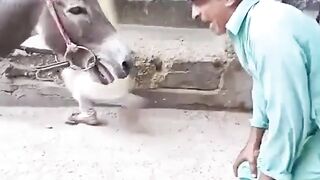 Very funny ???????????? video