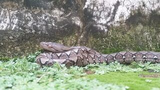 snake sanca
