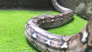 graceful snake