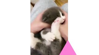 Cute Cats - Funny Cats