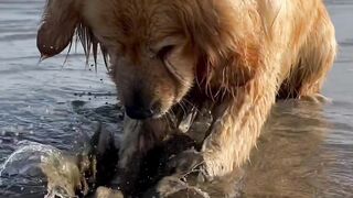 Funnydogs 20