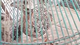 The cage bird is angry ?