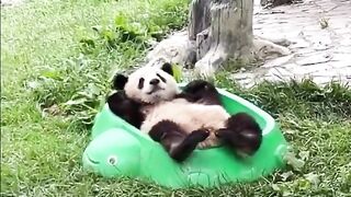 Relaxing panda