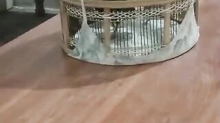 Table cage