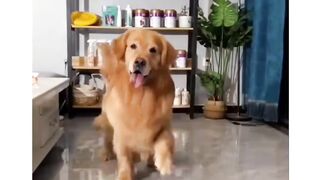 Funnydogs 22