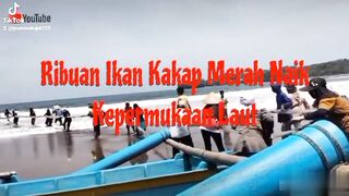 Ribuan Ikan Kakap Merah muncul kepermukaan Laut
