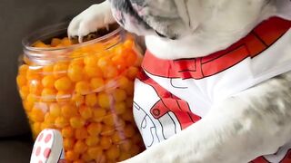 Funnydogs 23