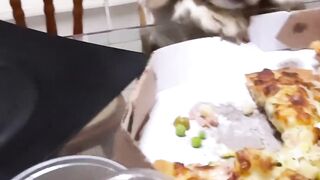 Funnydogs 24