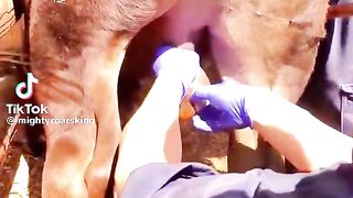 Bull castration