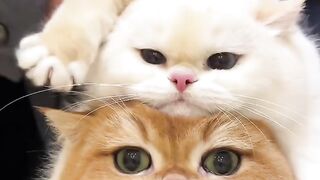 Pecinta kucing