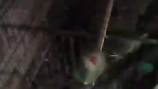 Little parrot kids