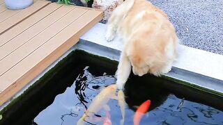 Funnydogs 25