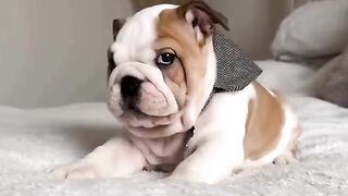 Funnydogs 26