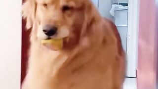 Funnydogs 27
