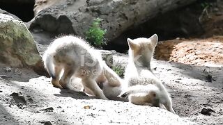 Canis lupus hudsonicus)