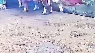 must to watch Funny video compilation
