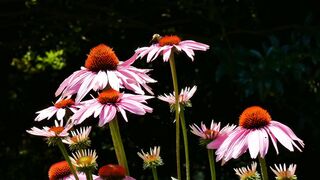 FLOWER 3146